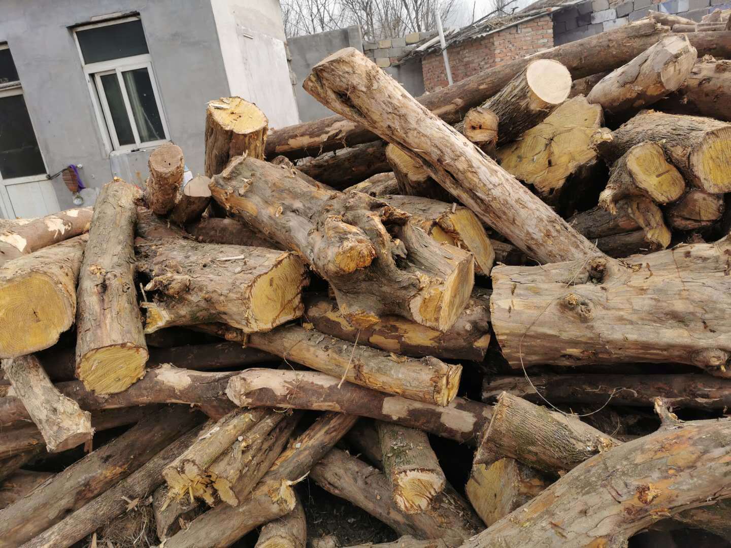 大量供应用于工艺品/木雕的优质原木/优质柘木原木木材