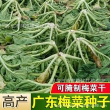 广东梅菜种子芥菜种籽做梅干菜腌制农家菜园秋季大田易播蔬菜种孑