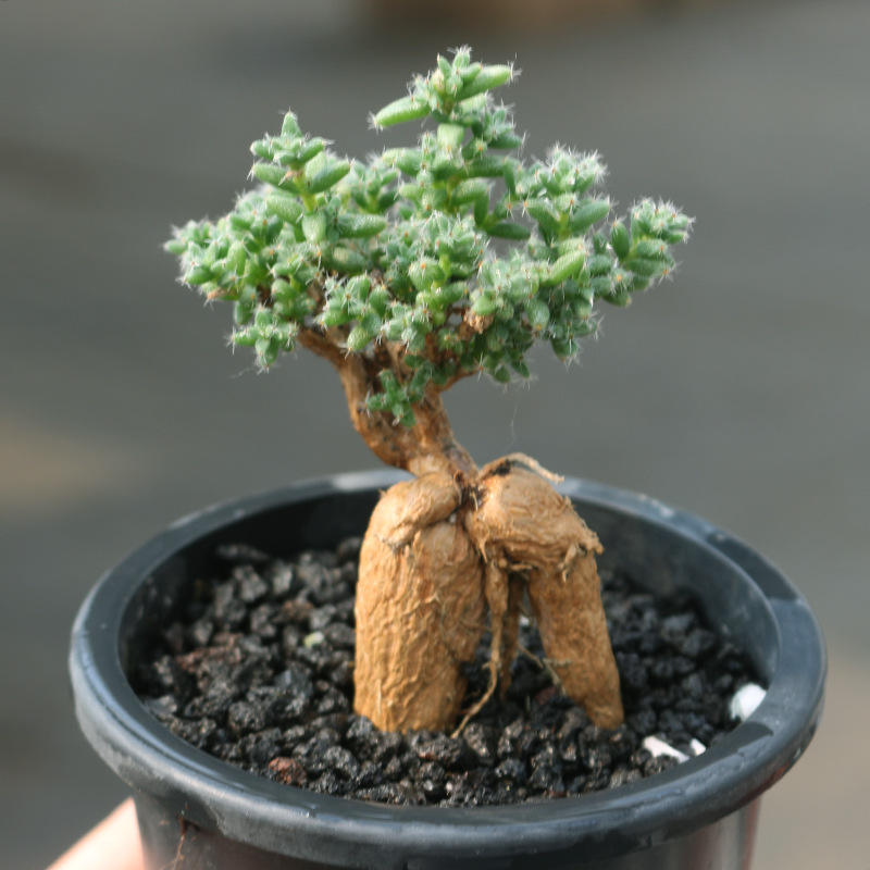 多年生块根多肉植物姬红小松批发老桩有造型稀有品种多肉盆栽基地