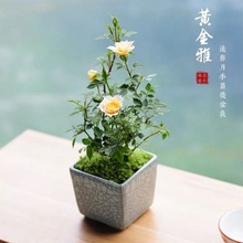 姬乙女月季花卉盆栽景月季花带花苞微型四季开花好养爬藤玫瑰迷你