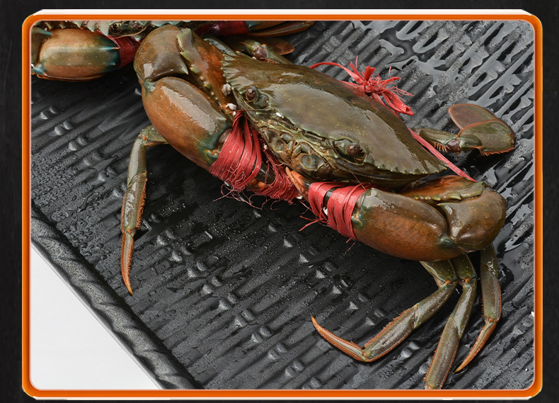 5两/只母螃蟹9只包邮