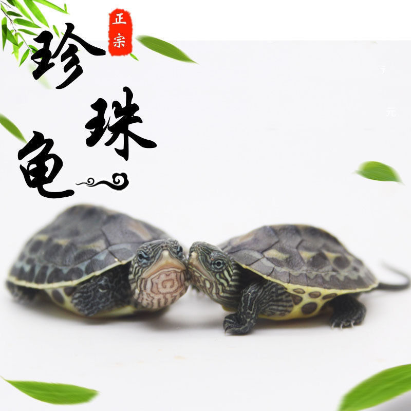 中华珍珠龟龟苗大小乌龟宠物龟观赏水龟乌龟招财