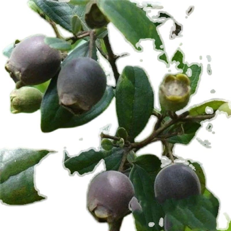 新货野生桃金娘果山捻子岗埝子干果多尼稔山念子精选中药材泡酒料