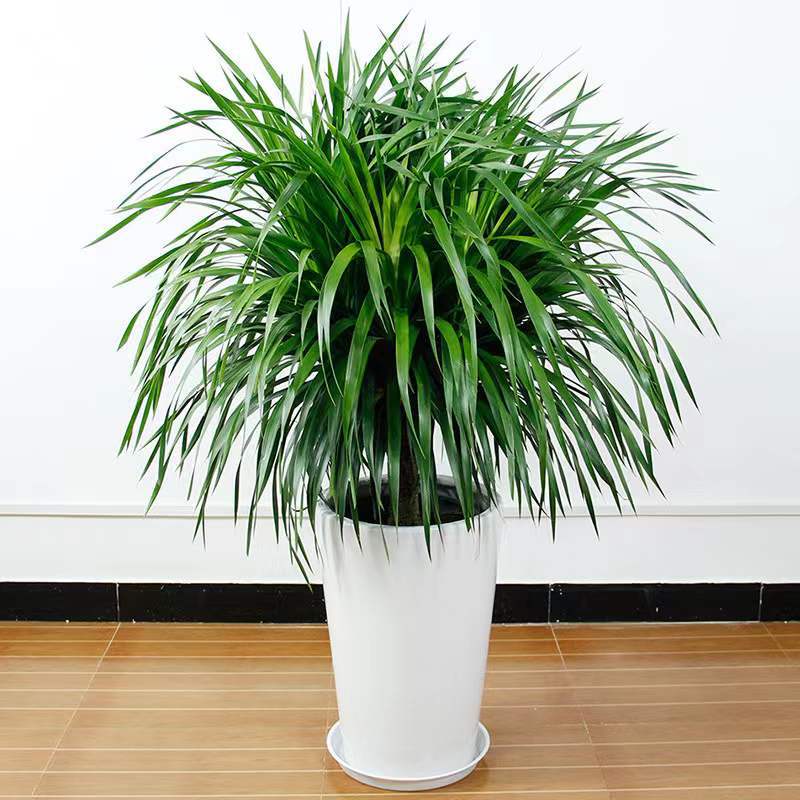 龙须树大型绿植多头龙血树龙铁树室内客厅盆栽花卉植物办公室盆景