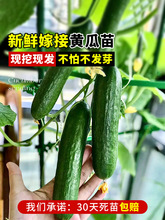 蔬菜苗秧黄瓜苗水果种籽草莓旱青瓜子春南方阳台种植小盆栽番茄孑