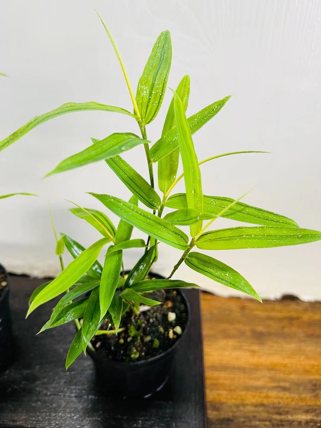 菲黄竹菲白竹苗你小竹子君迷阳台客厅室内绿植竹盆栽景观竹赏竹