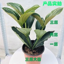 宝莲灯花盆栽四季开花带苞绿植室内花卉客厅阳台观赏四季开花