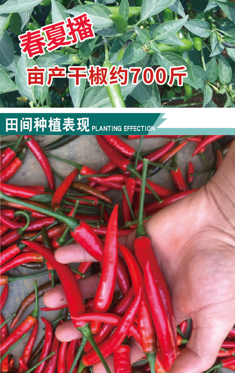 瑞蔬源美人指单生朝天椒种子早熟皮厚籽多辣味强单生朝天椒小米辣