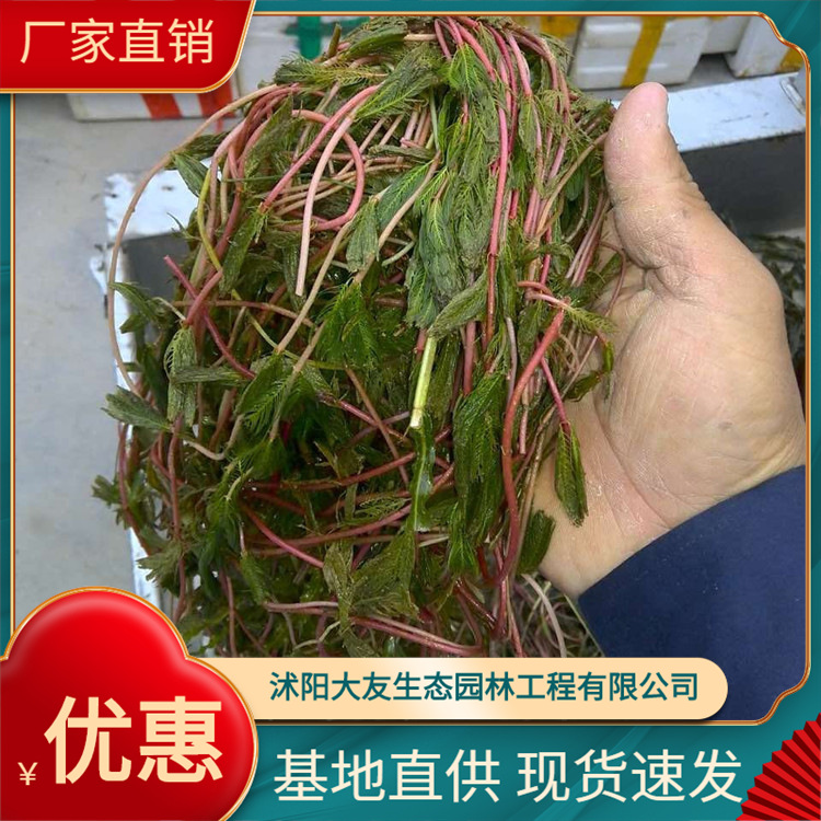 沉水植物穗花狐尾藻 轮叶狐尾藻 穗状狐尾藻-阿里巴巴