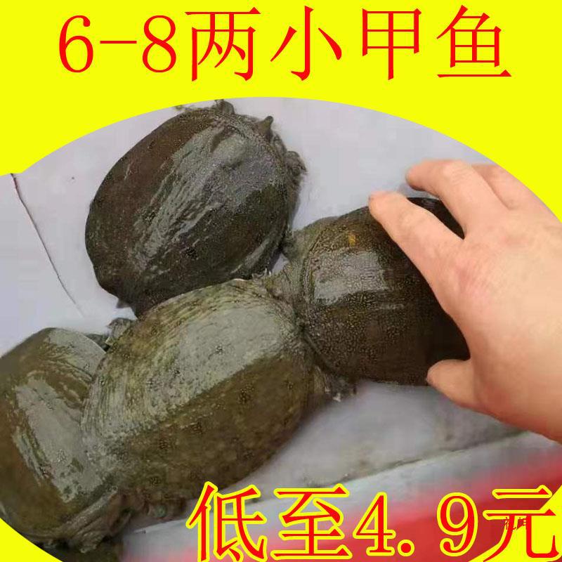 6-8两鲜活小甲鱼苗小水鱼团鱼中华鳖淡水养殖卤味麻辣小甲鱼火锅