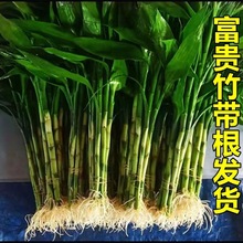 带根富贵竹水培植物水养土盆栽客厅办公室内招发财懒人好养绿植花