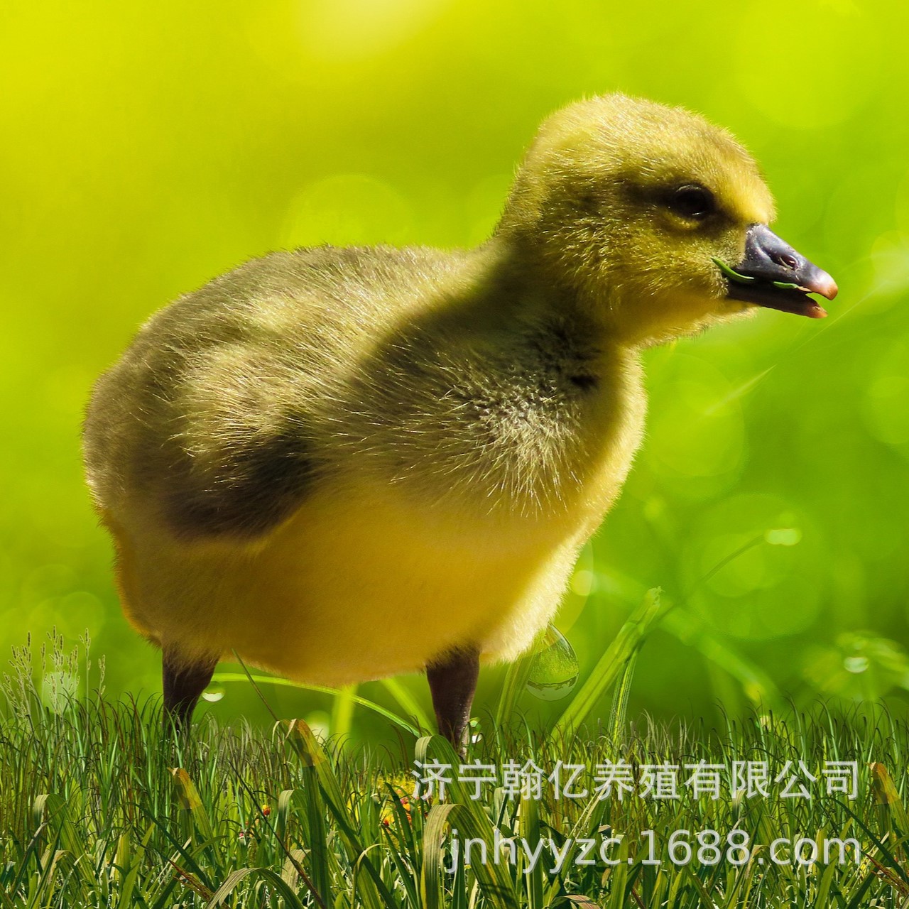 小鹅活苗产蛋王幼苗鹅仔四季鹅浙东鹅特大种三花鹅苗活体大白鹅苗
