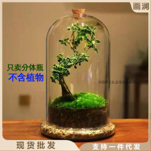 ins创意微景观分体瓶苔藓多肉植物带气孔塞摆件家居玻璃花瓶 包邮