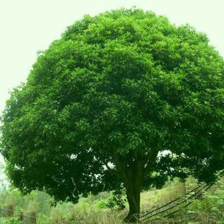 以上报价仅供参考,香樟价格以土球不同,冠幅不同,价格也不相同