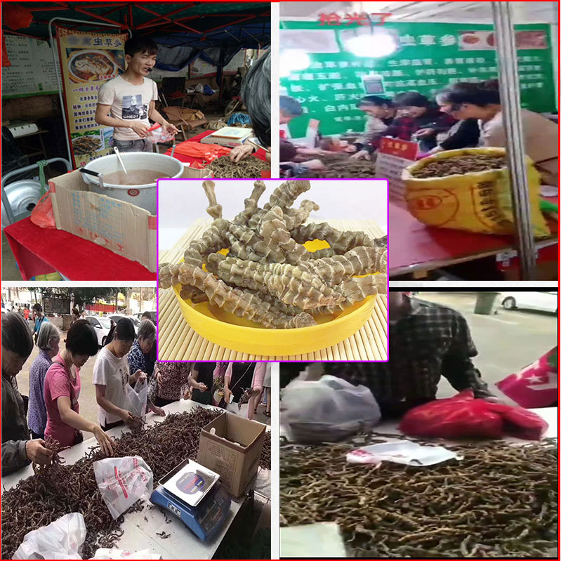 虫草参 厂家供应高品质虫草参 地摊展会大条粗条足干虫草参 地参