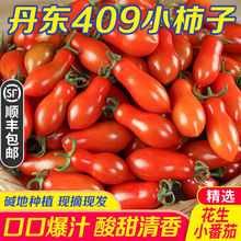 丹东409小柿子碱地花生小番茄新鲜即食水果非千禧圣女果整箱包邮