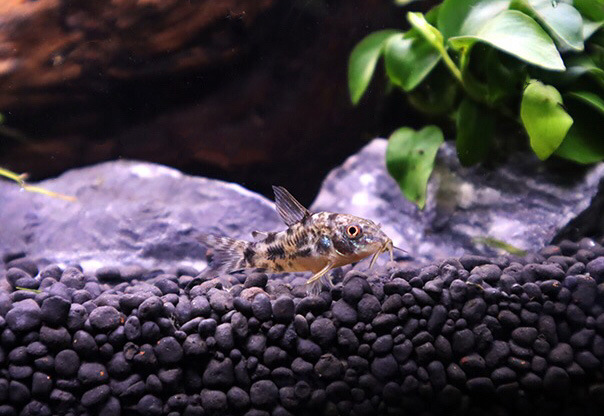 热带鱼清道夫珍珠鼠满天星鼠鱼吃垃圾观赏鱼工具清洁鱼活体鱼批发