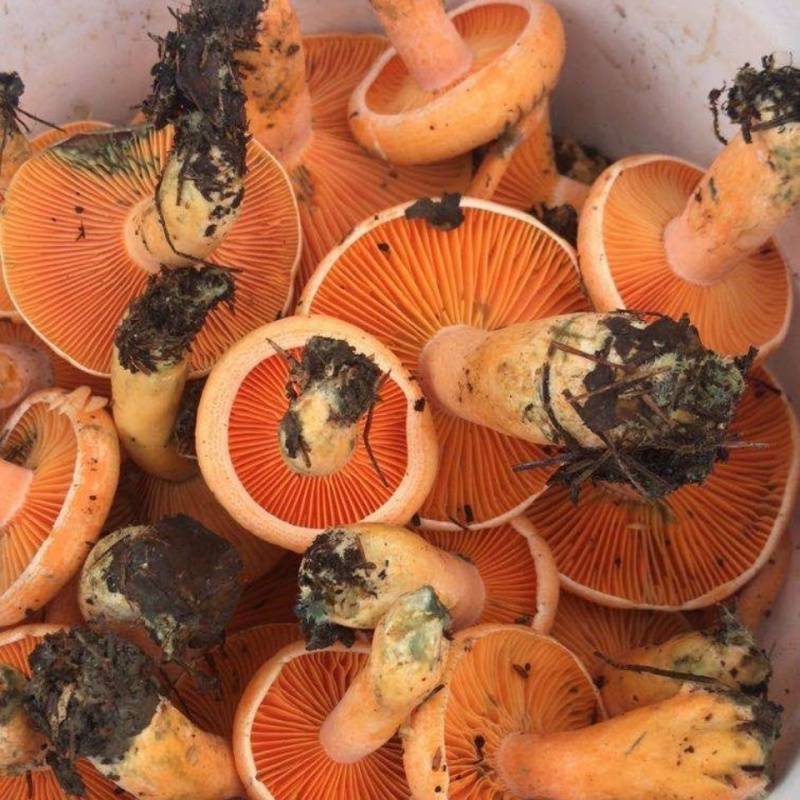 新货野生松树菌寒菌松菇松乳菇枞菌干品野生菌干货三九菌谷熟菌