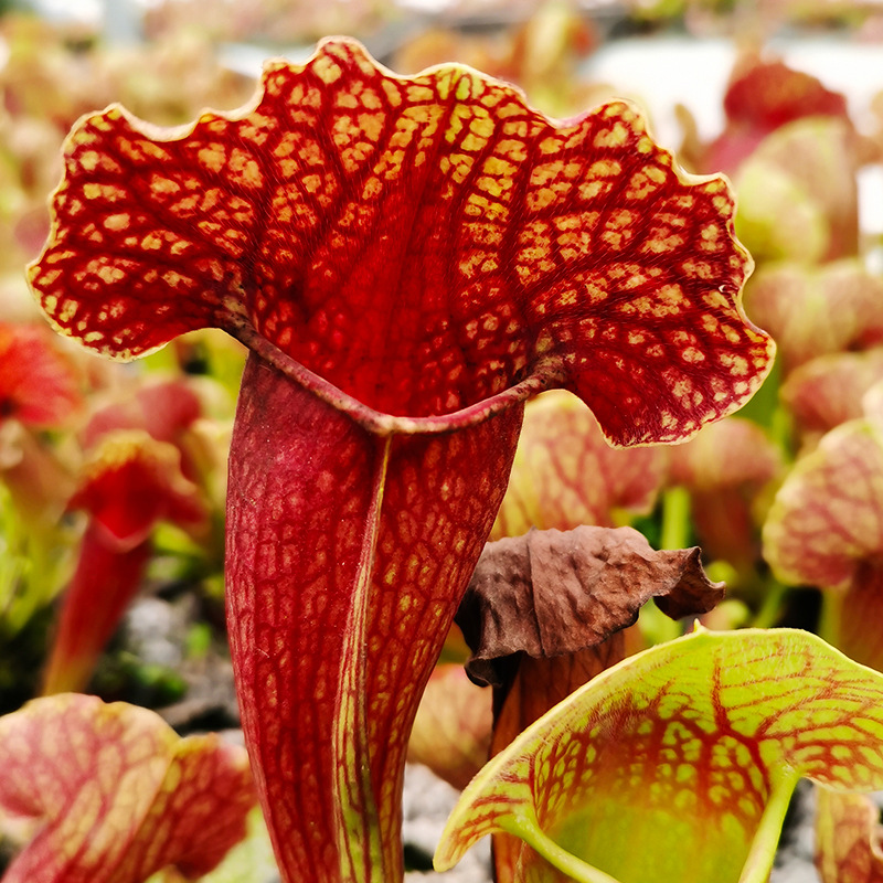 菲朗食虫植物 四大名捕新奇特捕蝇草瓶子草猪笼草茅膏菜新手易养