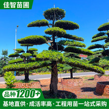 基地直供造型罗汉松树庭院绿化风景盆栽树园林景观工程日本罗汉松