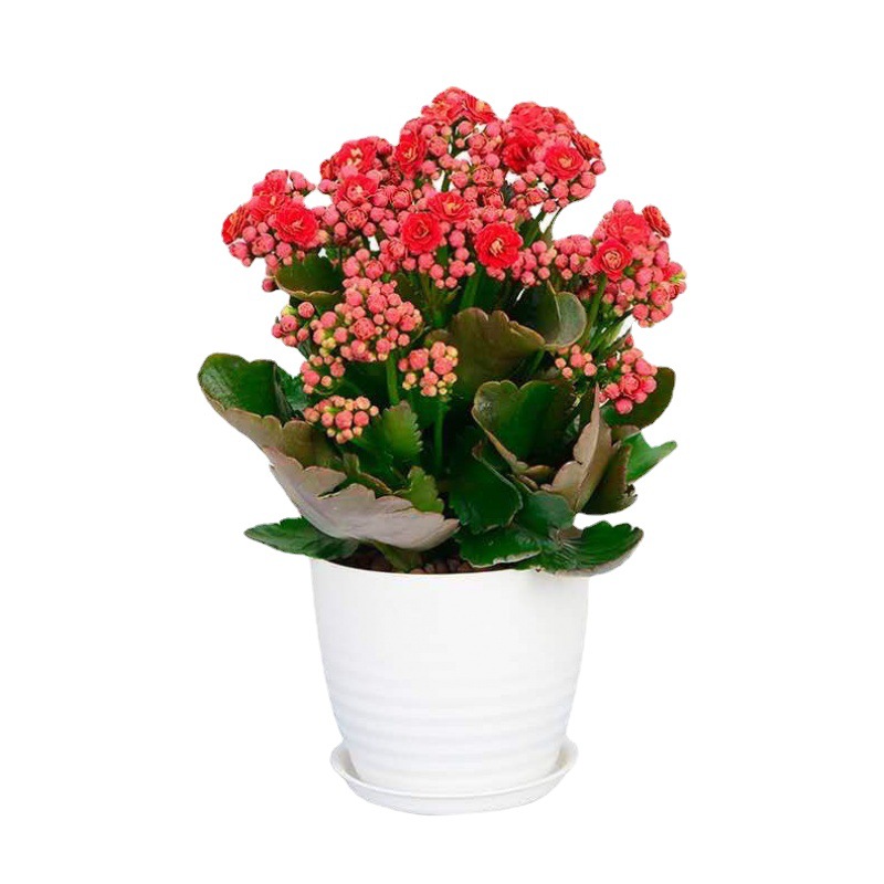 花卉盆栽长寿花盆栽花苗室内客厅阳台花卉植物带花苞