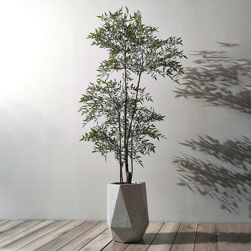 求购南天竹图片