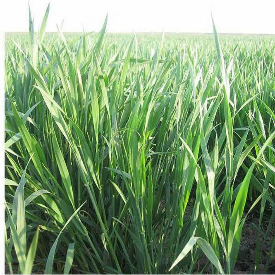 活体荷兰鼠牧草新鲜的小麦草荷兰猪粮食主食豚鼠小麦草现割现发