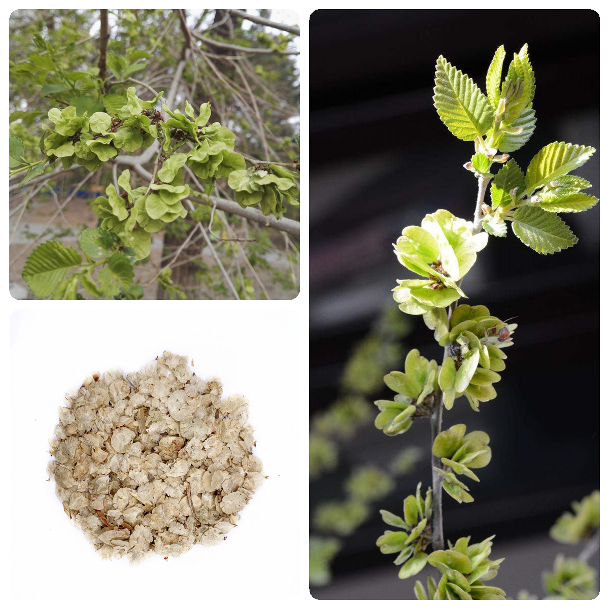 榆树种子白榆种子林木种子家榆树种籽四季播种庭院绿化榆钱树种籽