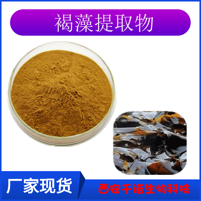 褐藻提取物 10:1 褐藻粉 褐藻萃取 褐藻浸膏粉 千诺生物 欢迎咨询