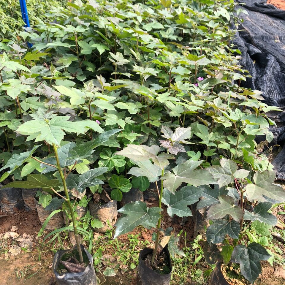 三角枫香树苗枫香小苗绿化造林苗山苗庭院观赏盆栽彩色三角枫树苗