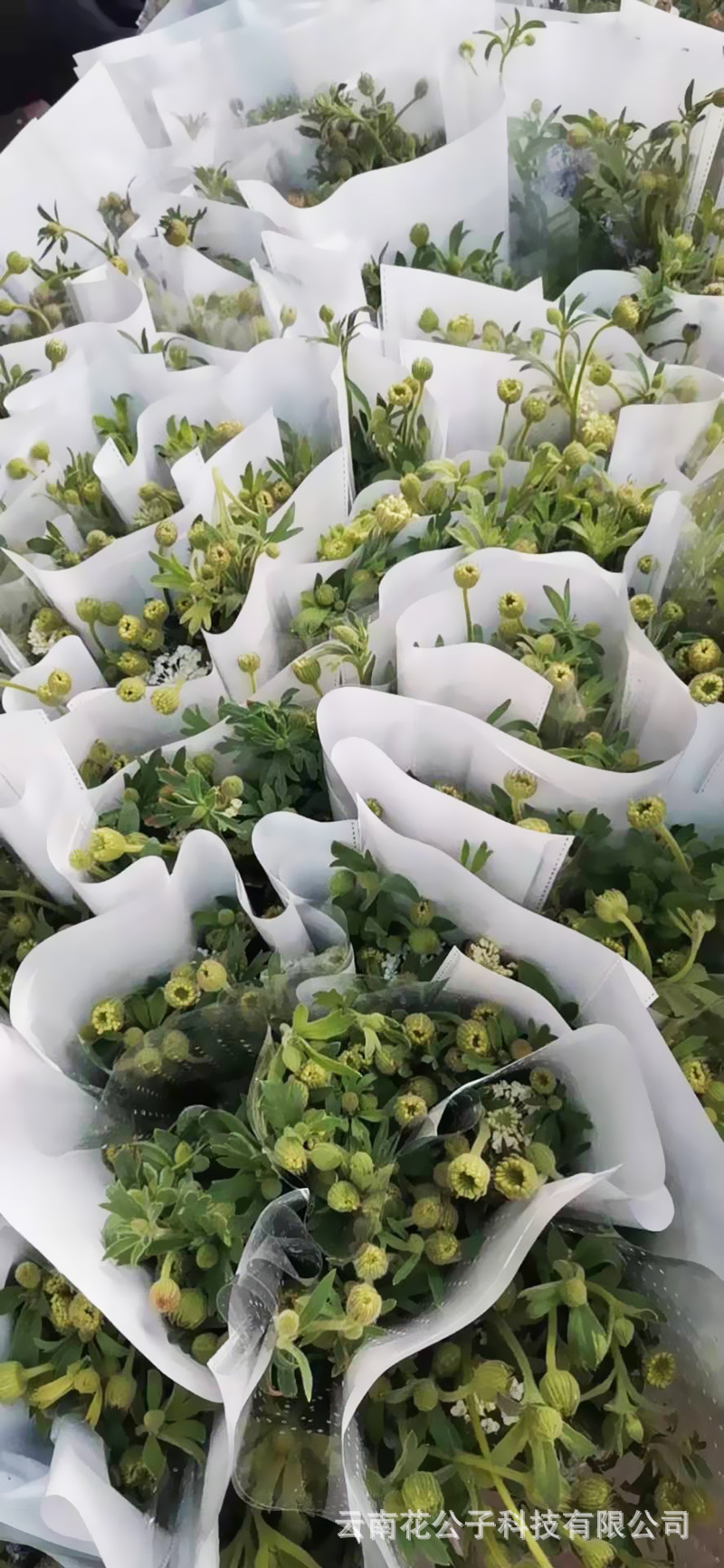 云南昆明翠珠鲜花批发鲜切花基地直发