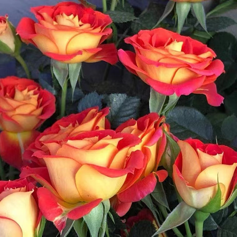 二乔阳台玫瑰花盆栽带花苞一年四季开花微型花卉魅惑月季双鱼座