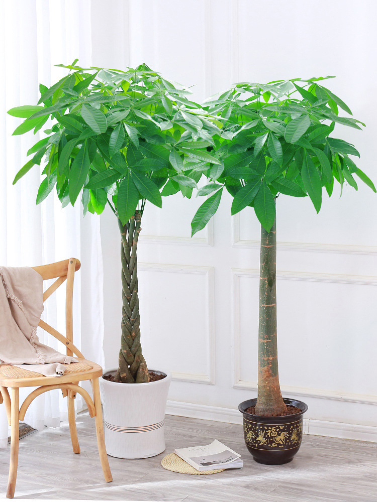 发财树盆栽开业乔迁客厅办公室观叶绿植净化空气吸甲醛网红阳台