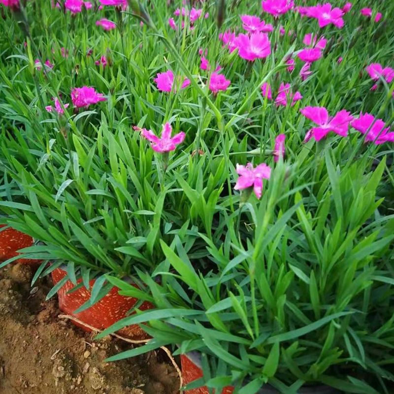 欧石竹批发粉花双色盆欧石竹小苗露天种植园林观赏庭院绿化分枝多