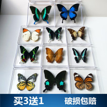 真蝴蝶标本摆件已展翅蜻蜓昆虫标本真虫学生生日礼物透明盒装