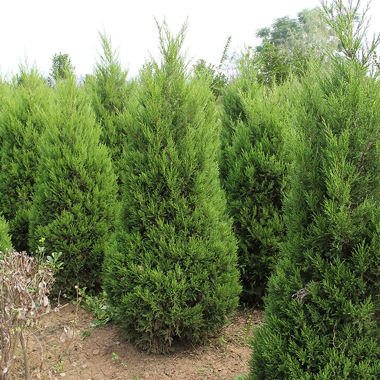 蜀桧 塔柏 桧柏 松树基地绿化苗木 松柏 柏树苗塔柏苗蜀桧苗-阿里巴巴
