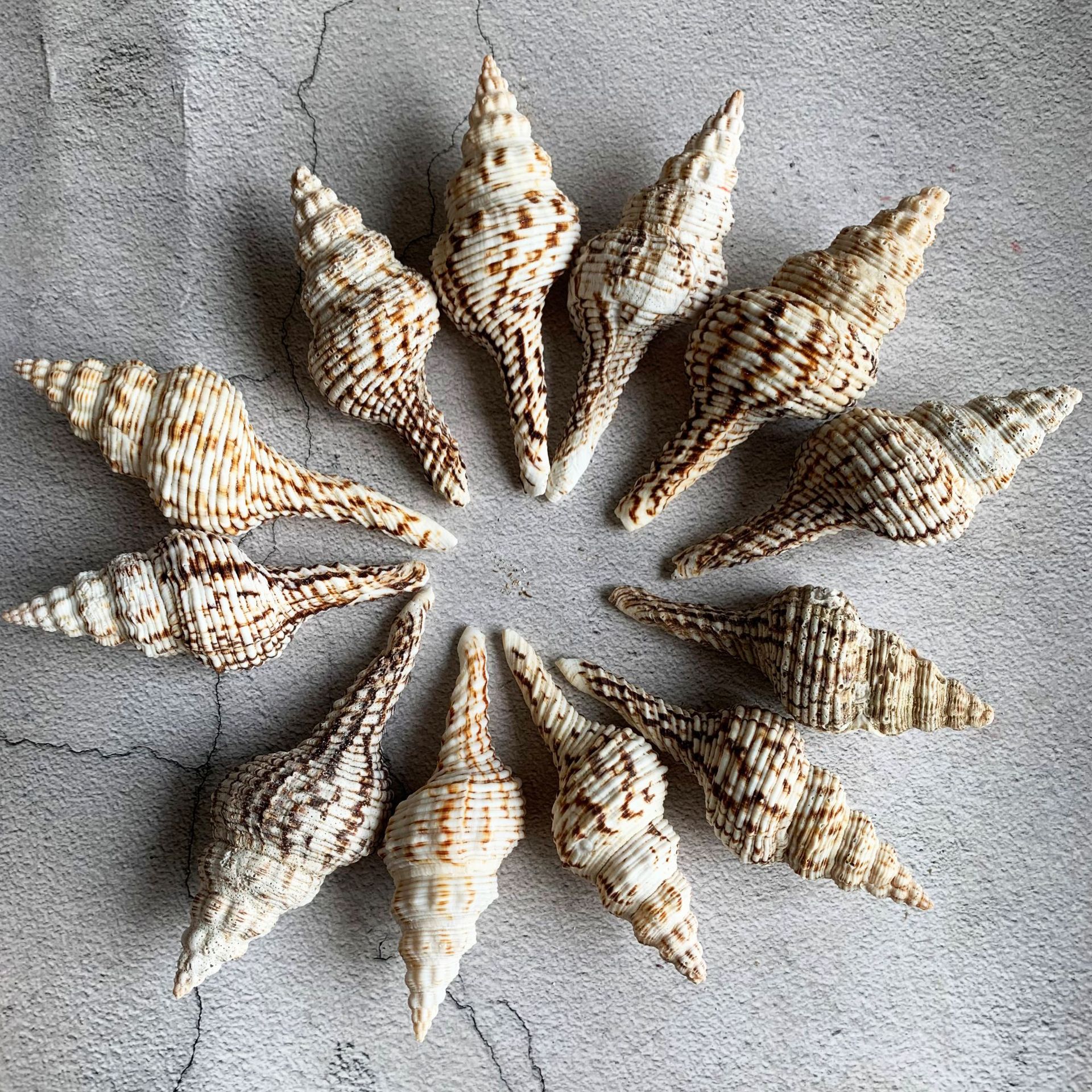 厂家货源 白旋螺 长旋螺地中海天然贝壳海螺标本螺 地台摄影装饰