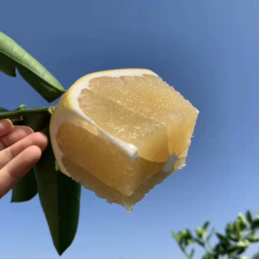 柚子葡萄柚福建琯溪白心葡萄柚当季水果孕妇非红心蜜柚5斤代发