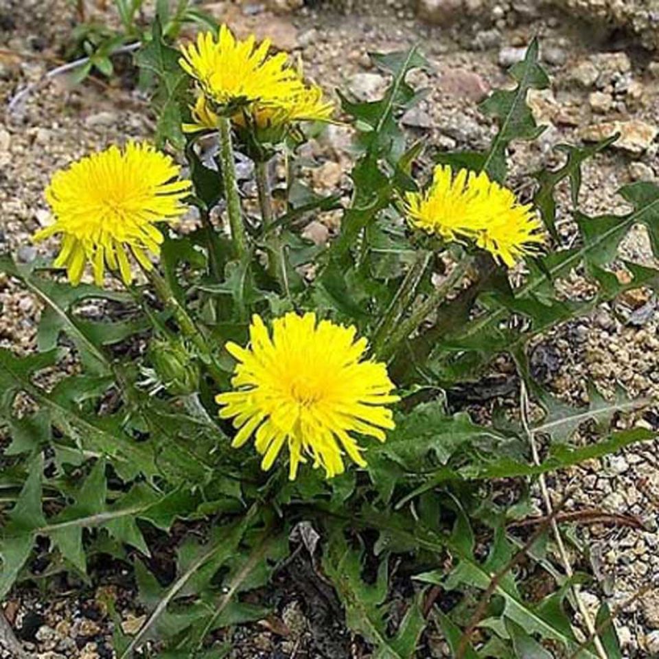 新鲜蒲公英现挖现发整颗带根婆婆丁蔬菜黄花苗蘸酱500g