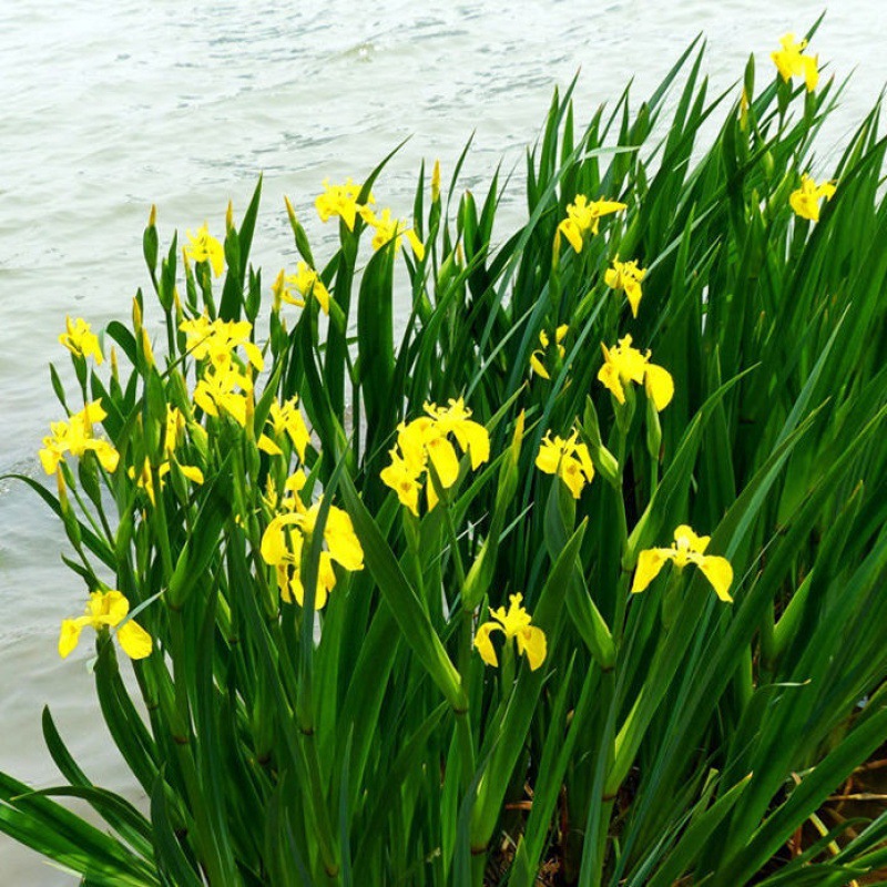 0成交0千克水生植物黄菖蒲常绿红花紫花黄花鸢尾苗水葱湿地水栽地