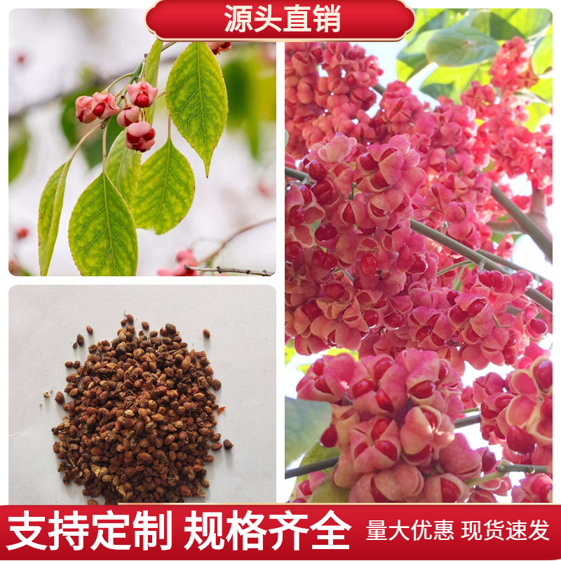 丝绵木种子当年新采丝棉木树苗种子丝棉木嫁接卫矛林木种子四季