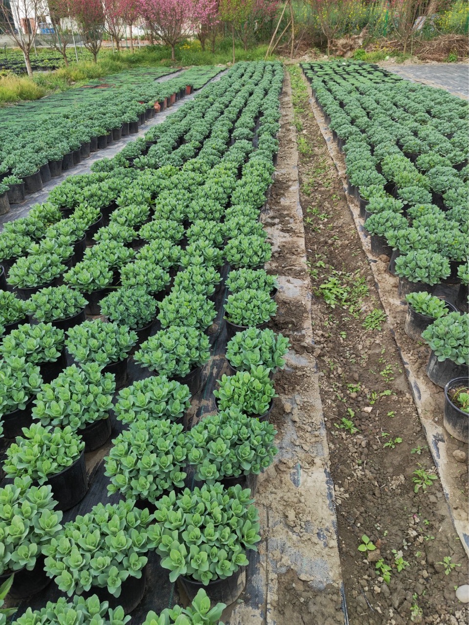 成都八宝景天批发 八宝景天盆栽