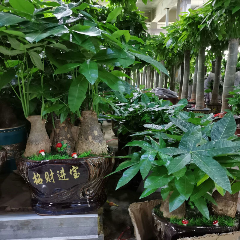 北京基地植物租摆大型花卉租摆盆景摆放室内植物租摆租赁发财树