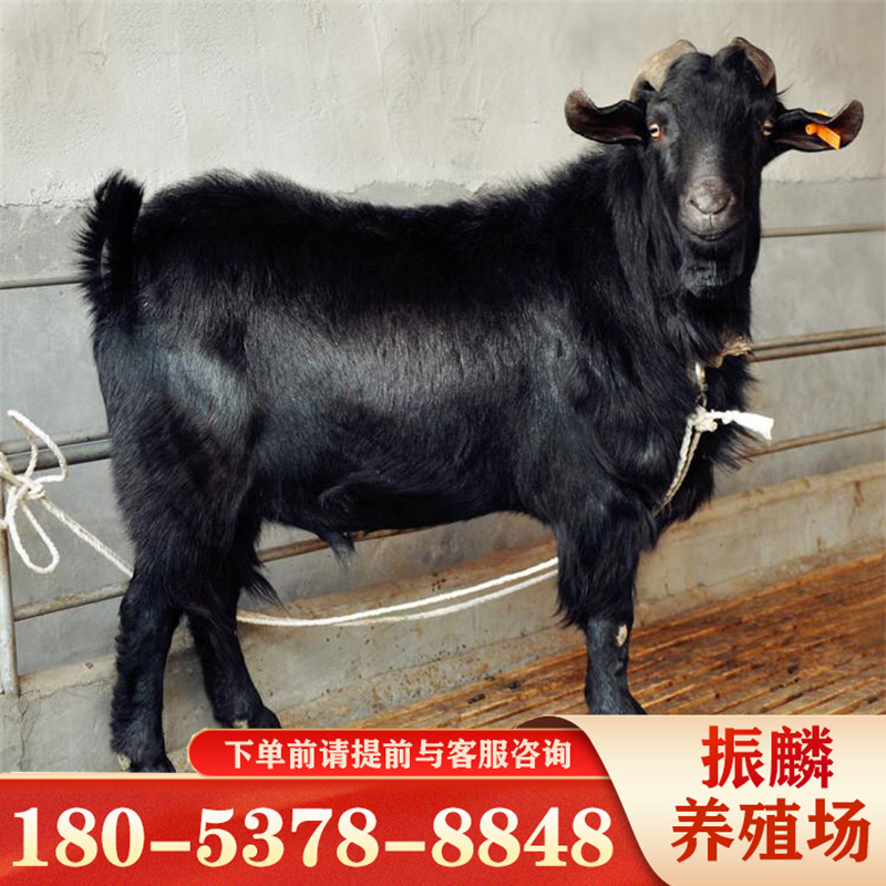 广东黑山羊养殖场 四川黑山羊羊苗 黑山羊繁殖怎么样-阿里巴巴