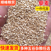 青海高原特产白藜麦灰藜麦 宝宝辅食粥米菌米 现货供应三色藜麦