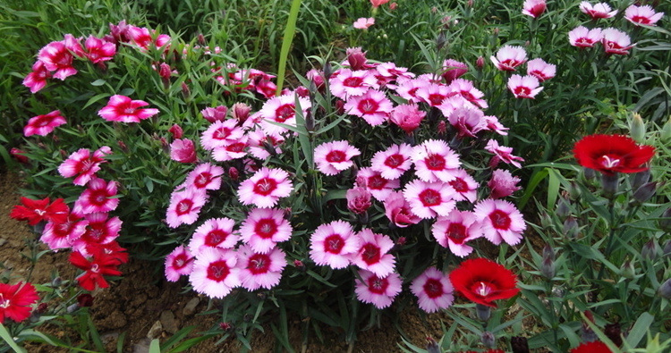 欧石竹初吻花种花籽五彩石竹花籽盆栽美国石竹欧石竹常夏石竹种子