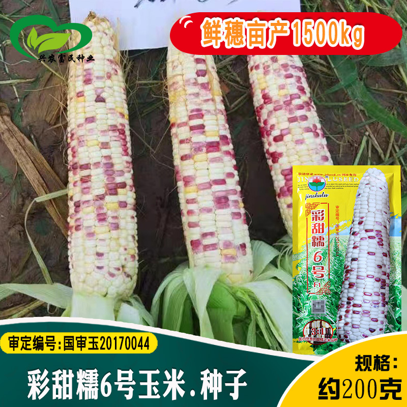 金束鹿彩甜糯6号玉米种子 杂交中熟品红白双色籽粒甜玉米蔬菜籽