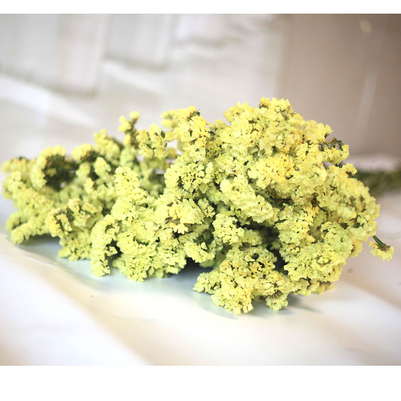 勿忘我干花永生花满天星干花配花 摆地摊跑江湖庙会花材云南批发
