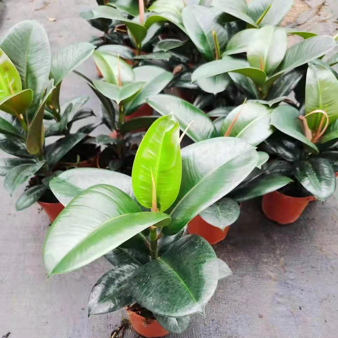 基地直供盆栽花卉植物居家绿植花卉盆栽橡皮树120美国榕