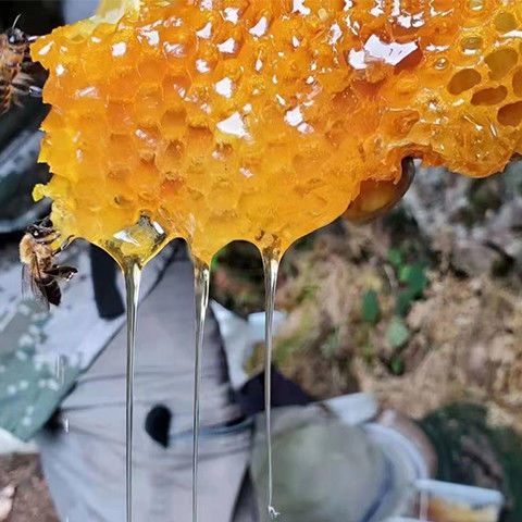 野生岩蜂蜜-野生岩蜂蜜厂家,品牌,图片,热帖-阿里巴巴